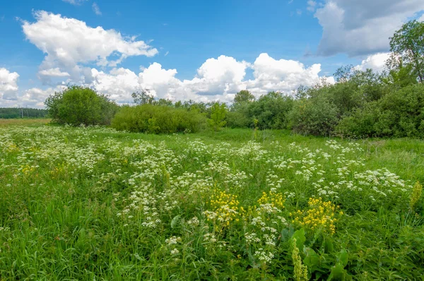 Yaz manzarası, gök gürültülü bulutlar, mavi gökyüzü, sel basmış çayır tarlaları, yaz renklerinin kokusu ve çeşitli kır çiçekleri.
