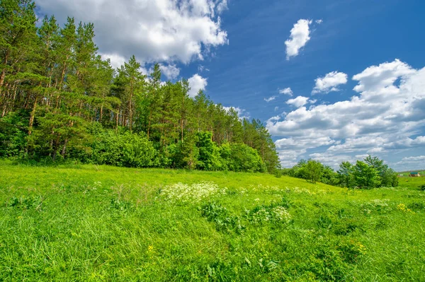 Yaz Manzarası Kırsal Alan Parlak Yeşil Çimenler Ağaçlar Beyaz Bulutlu — Stok fotoğraf