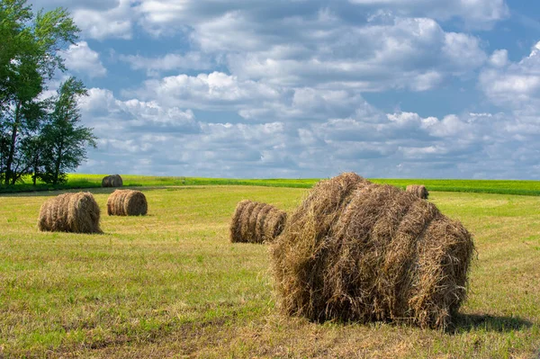 Sommerlandschaft Heuernte Heufelder Sind Riesige Runde Heuballen Dies Ist Eine — Stockfoto