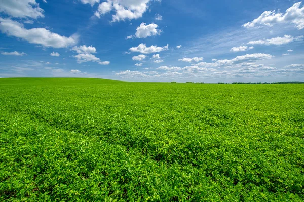 Paisaje Verano Cultivos Forrajeros Trébol Verde Alfalfa Campos Cultivados Plantas —  Fotos de Stock