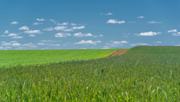 Sommarlandskap Grusväg Från Svart Jord Blå Molnfri Himmel Grönt Vete — Stockfoto