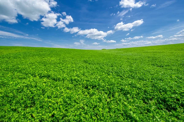 夏天的风景 在耕地里种植苜蓿绿色三叶草的饲料作物 在风中摇曳植物 — 图库照片