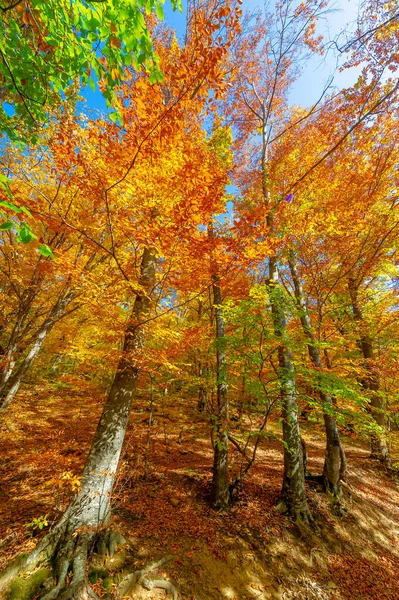 Fotos Península Crimeia Outono Faia Hornbeam Floresta Cresce Uma Altitude — Fotografia de Stock