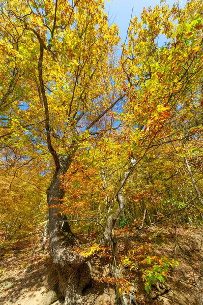 Fotos Península Crimeia Outono Faia Hornbeam Floresta Cresce Uma Altitude — Fotografia de Stock