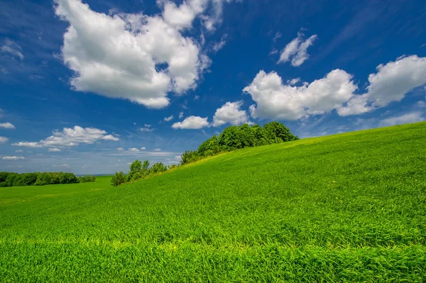 Sommarlandskap Gröna Vete Spannmål Som Växer Odlade Fält Växter Som — Stockfoto