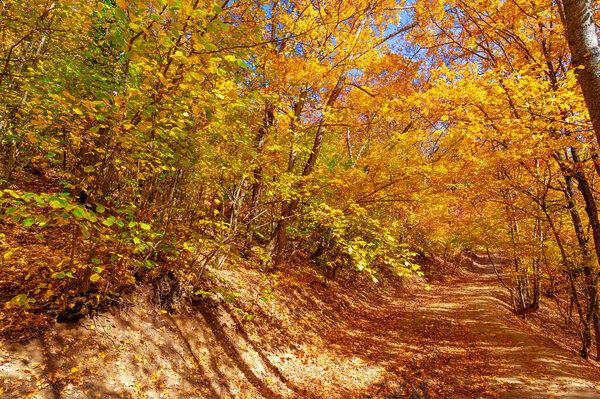 Photos of the Crimean peninsula in the fall, beech hornbeam forest. It grows at an altitude of 650-700 m, forests of rocky oak are replaced by beech and hornbeam. soil and water conservation