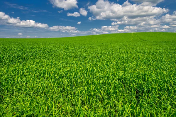 Letní Krajina Zelené Obiloviny Pěstované Polích Rostliny Kymácející Větru — Stock fotografie