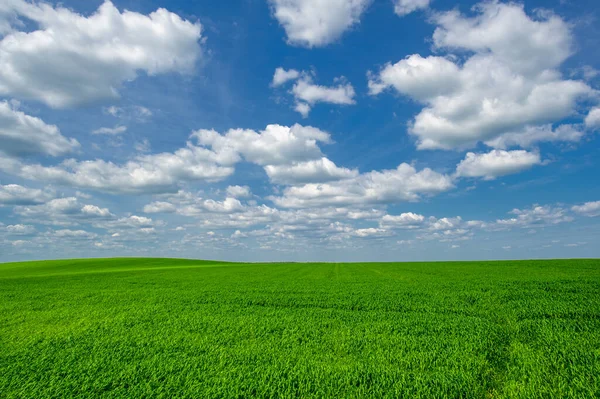 Letní Krajina Zelené Obiloviny Pěstované Polích Rostliny Kymácející Větru — Stock fotografie