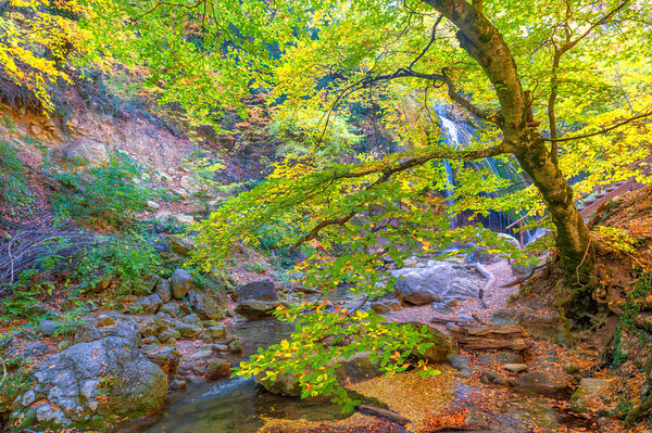 Осенние фотографии Крымского полуострова, буковые роговые леса. Леса с преобладанием лесного бука составляют около 15-40% лесов Европы. природные парки и заповедники