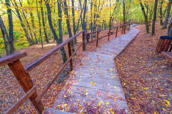 Sendero Senderismo Bosque Hayas Otoño Alto Las Montañas Península Crimea —  Fotos de Stock