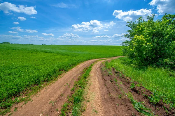 Paisagem Verão Trevo Verde Alimentação Animal Estrada Terra Argila Amarelada — Fotografia de Stock