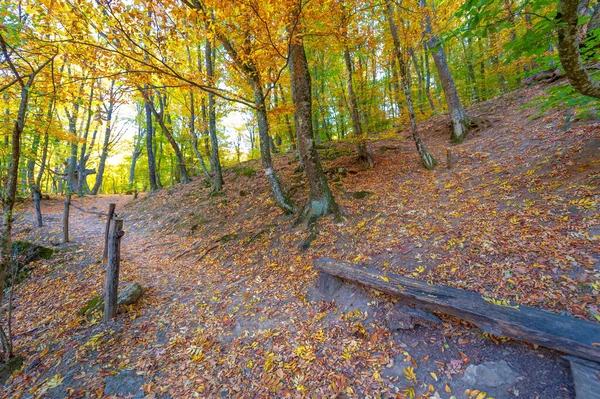 Sentier Randonnée Dans Forêt Automne Hêtres Haut Dans Les Montagnes — Photo