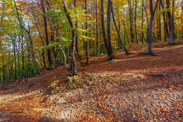 Trilha Caminhada Floresta Faia Outono Alto Das Montanhas Península Crimeia — Fotografia de Stock