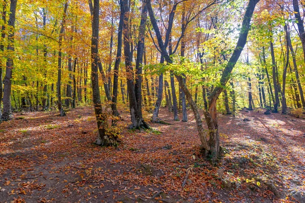 Trilha Caminhada Floresta Faia Outono Alto Das Montanhas Península Crimeia — Fotografia de Stock