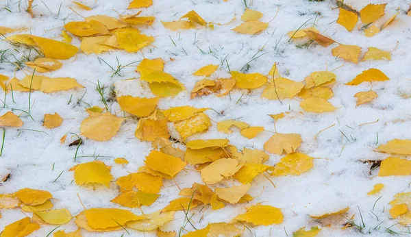 我们在夜间得到了季节的第一场雪 冬天秋天用砂糖擦拭 在阳光照射的地方融化了 积雪在树阴中徘徊 照亮了整个冬天 — 图库照片