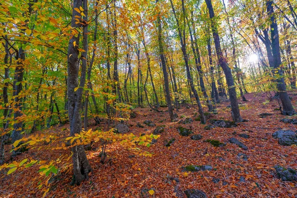 Hiking Trail Autumn Beech Forest High Mountains Crimean Peninsula Recreation — Stock Photo, Image