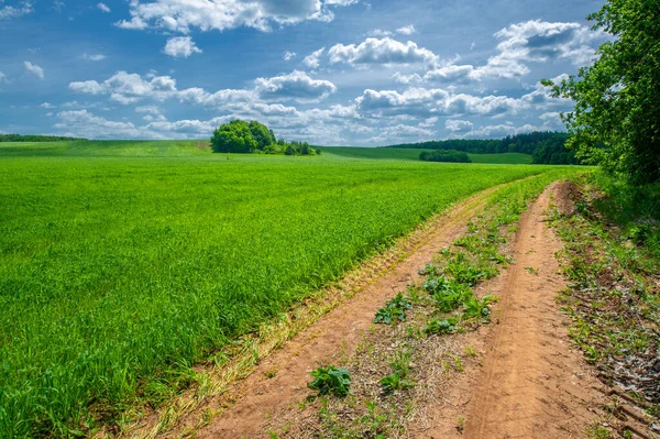 Yaz manzarası, yeşil buğday, toprak yol, sarı kil yol yüzeyi.