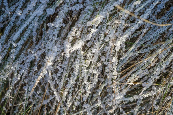 Fundo Textura Padrão Gelo Nos Ramos Relva Depósito Pequenos Cristais — Fotografia de Stock