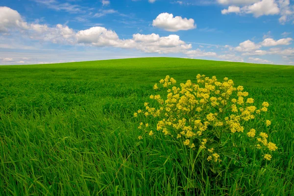 Summer photography, Green wheat, Barbarea vulgaris, also called bitter watercress, herbal Barbara, rocket watercress, yellow rocket