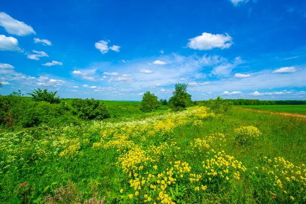 夏の写真 赤い粘土スライドで風景夏の写真 白と黄色の草原の花の風景 一般的に地面長老と呼ばれるイオポダリウムPodagaria 草の庭 バルバラ 苦味と呼ばれる ハーブバーバラ — ストック写真