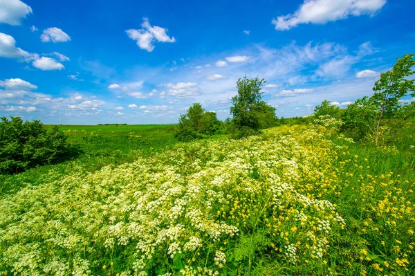 Summer photography, landscape with red clay slide Summer photography, landscape with meadow flowers of white and yellow, Aegopodium podagraria commonly called ground elder, herb gerard, Barbarea vulgaris, also called bittercress, herb barbara