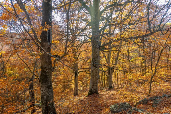 Jesienne Zdjęcia Półwyspu Krymskiego Bukowe Lasy Grawitacyjne Lasy Przewadze Buków — Zdjęcie stockowe