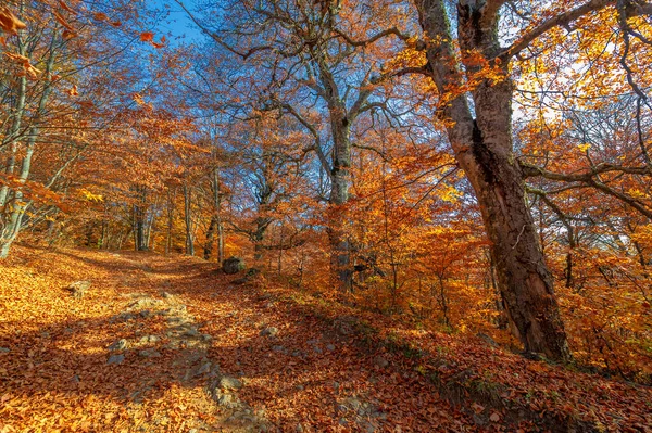 克里米亚半岛 山毛榉角梁森林的秋季照片 以森林山毛榉为主的森林约占欧洲森林的15 国家公园及自然保护区 — 图库照片