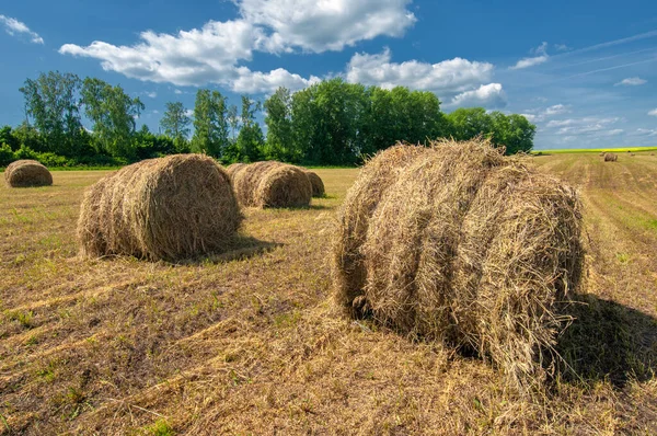 Sommerlandschaft Heuernte Heufelder Sind Riesige Runde Heuballen Dies Ist Eine — Stockfoto