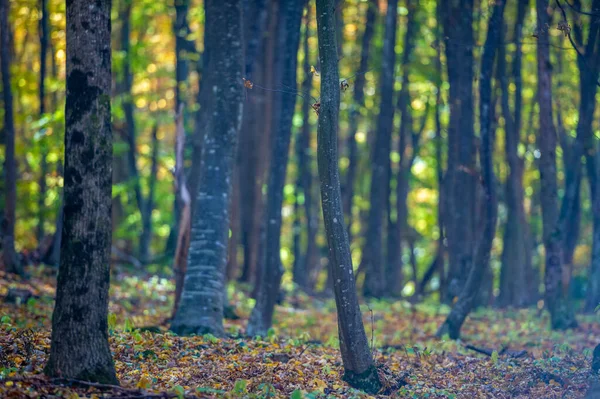 Fotos Otoño Península Crimea Bosques Carpe Haya Los Bosques Con —  Fotos de Stock