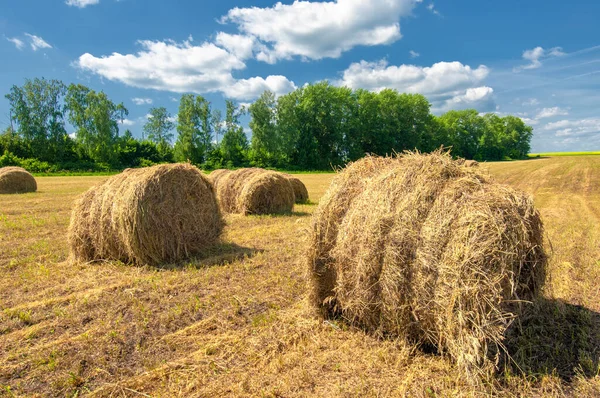 Sommerlandschaft Heuernte Heufelder Sind Riesige Runde Heuballen Dies Ist Eine — Stockfoto