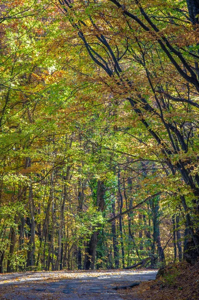 Осенние Фотографии Крымского Полуострова Буковые Роговые Леса Леса Преобладанием Лесного — стоковое фото