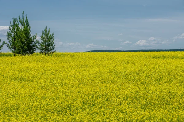 Rapeseed Brassica Napus Subsp Napus Bright Yellow Flowering Cultivated Thanks — Stock Photo, Image