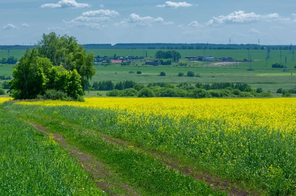 Rapeseed Brassica Napus Subsp Napus Bright Yellow Flowering Cultivated Thanks — Stock Photo, Image