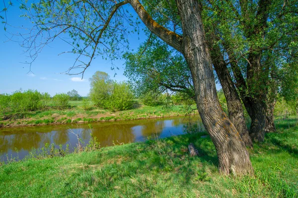 Wiosenne Zdjęcia Rzeka Przepływająca Przez Las Czyste Błękitne Niebo Spokojna — Zdjęcie stockowe