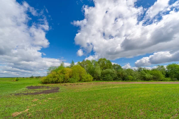 Voorjaarsfotografie Graanzaailingen Een Groen Vreugdevol Veld Graan Voor Voeding Bijvoorbeeld — Stockfoto