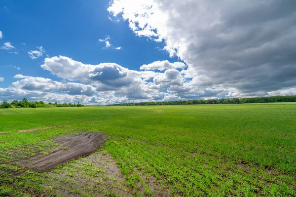 Spring Photography Cereal Seedlings Green Joyful Field Grain Used Food — Stock Photo, Image