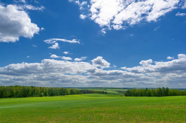 Fotografía Primavera Plántulas Cereales Campo Verde Alegre Grano Utilizado Para —  Fotos de Stock