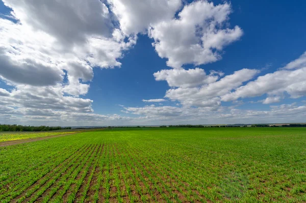 Fotografía Primavera Plántulas Cereales Campo Verde Alegre Grano Utilizado Para — Foto de Stock