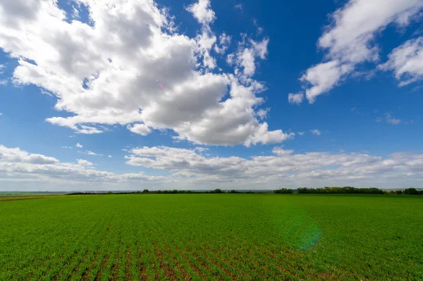 Fotografía Primavera Plántulas Cereales Campo Verde Alegre Grano Utilizado Para — Foto de Stock