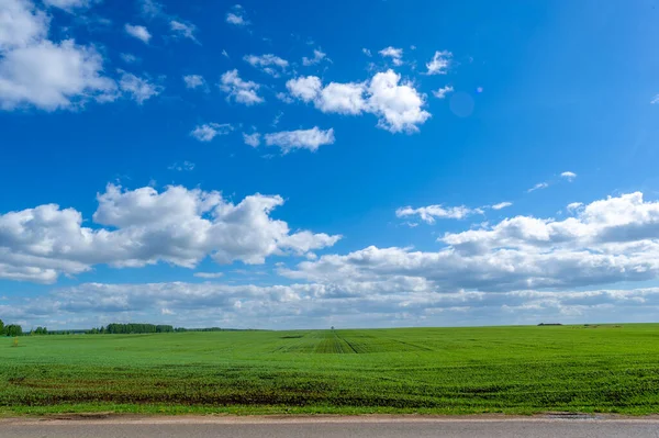 Fotografía Primavera Carretera Local Plántulas Cereales Campo Verde Alegre Grano — Foto de Stock