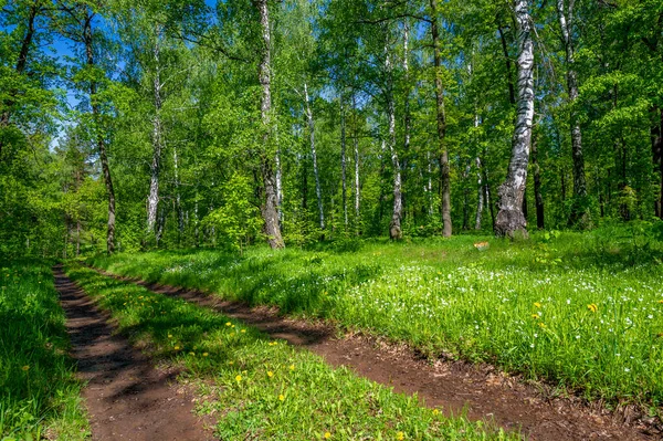 Foto Primavera Pino Abedul Bosque Mixto Camino Forestal Después Lluvia —  Fotos de Stock