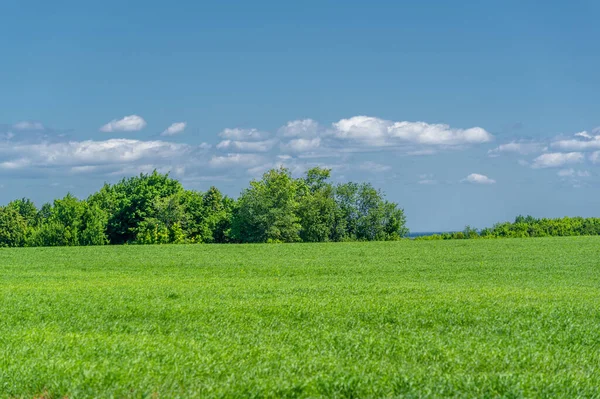 Summer Landscape Green Cereals Cultivated Fields Wheat Oats Barley Rye Royalty Free Stock Images