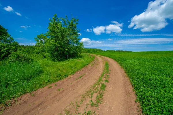 Summer Landscape Green Clover Livestock Feed Dirt Road Yellowed Clay Royalty Free Stock Images