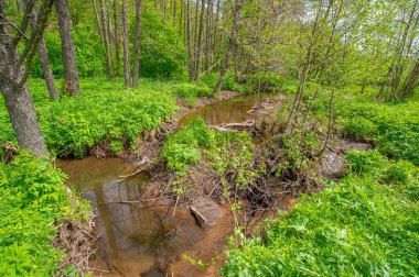Bahar fotoğrafçılığı: baraj nehrinin üzerine kunduzlar, geniş kuyruklu büyük bir yarı su kemirgeni olan yırtıcılardan korumak için inşa edildi. Ağaç gövdelerini ısırıp ağaç kabuklarıyla besleyip baraj inşa etmesiyle tanınır.