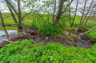 Bahar fotoğrafçılığı: baraj nehrinin üzerine kunduzlar, geniş kuyruklu büyük bir yarı su kemirgeni olan yırtıcılardan korumak için inşa edildi. Ağaç gövdelerini ısırıp ağaç kabuklarıyla besleyip baraj inşa etmesiyle tanınır.