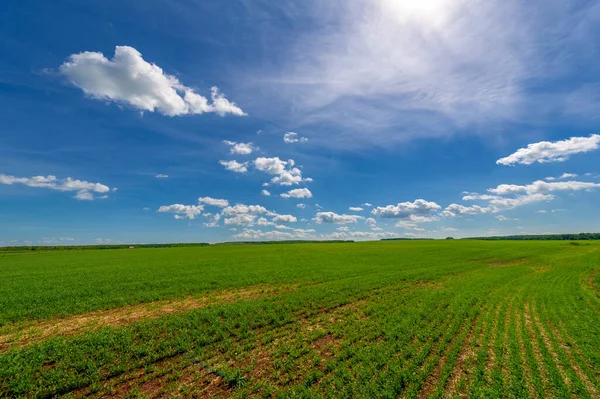 Los Cereales Invierno También Llamados Granos Invierno Cereales Otoño Granos — Foto de Stock