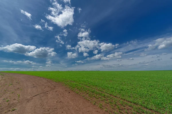 Los Cereales Invierno También Llamados Granos Invierno Cereales Otoño Granos — Foto de Stock