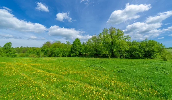 Spring Photography Old Ravine Formed Melting Snow Summer Rains Deciduous — Stock Photo, Image