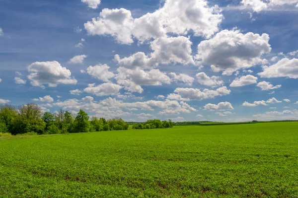 Ανοιξιάτικη Φωτογραφία Πράσινο Χαρούμενο Πεδίο Μπλε Ουρανός Λευκά Χνουδωτά Σύννεφα — Φωτογραφία Αρχείου