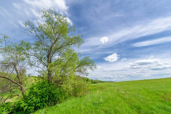 Wiosenna Fotografia Stary Wąwóz Utworzony Przez Topniejący Śnieg Letnie Deszcze — Zdjęcie stockowe